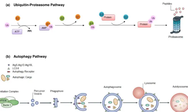 Figure  1.2  –   Overview  of  the  ubiquitin-proteasome  pathway  and  autophay  pathway