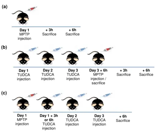 Figure  2.1  -  Schematic  representation  of  animal  treatment.  MPTP-treated  C57BL/6  male  mice  were  i.p