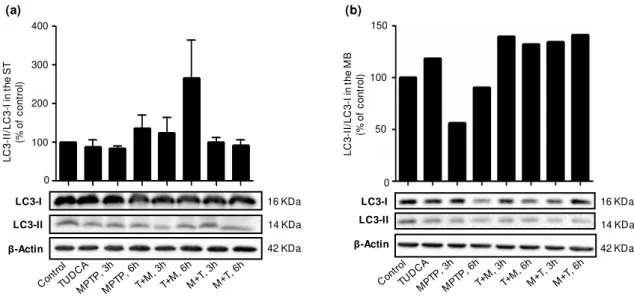 Figure 3.2 - TUDCA modulates LC3 lipidation. C57BL/6 male mice were treated with saline (control), TUDCA,  MPTP,  TUDCA+MPTP  (T+M)  or  MPTP+TUDCA  (M+T)  as  described  in  Material  and  Methods