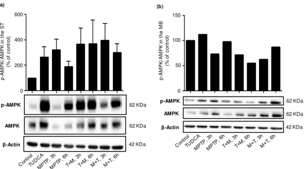 Figure 3.3  –  TUDCA-dependent AMPK phosphorylation. C57BL/6 male mice were treated with saline (control),  TUDCA, MPTP, TUDCA+MPTP (T+M) or MPTP+TUDCA (M+T) as described in Materials and Methods