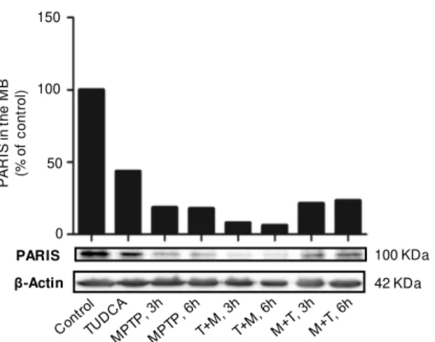 Figure  3.4  -  TUDCA  modulates  PARIS  protein  expression. C57BL/6 male mice were treated with saline  (control),  TUDCA,  MPTP,  TUDCA+MPTP  (T+M)  or  MPTP+TUDCA  (M+T)  as  described  in  Materials  and  Methods