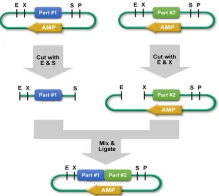 Figure 1.1 Biobrick Assembly Standard RFC[10] overview. Each part is flanked by a prefix (upstream) and  suffix (downstream) with recognition sites for four different restriction enzymes (E – EcoRI, X – XbaI, S –  SpeI,  P  –  PstI)  and  are  assembled  t
