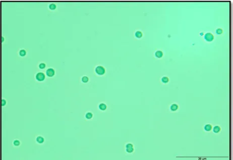 Figure 1.3. Microscopic view of Synechocystis sp. PCC 6803. 