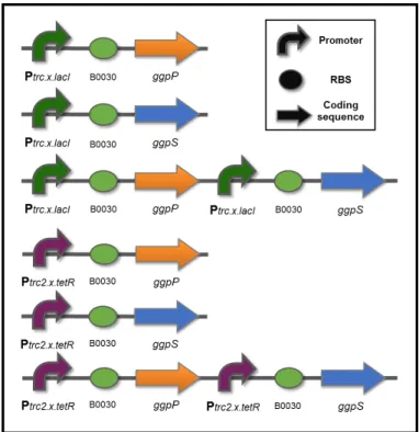 Figure 3.2 Schematic representation of the synthetic devices designed and generated in this work