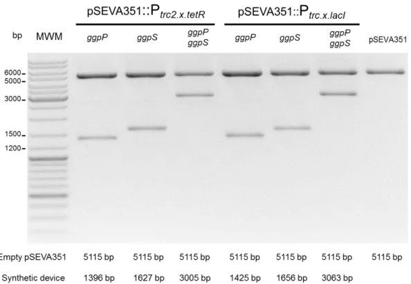 Figure  3.3  DNA  electrophoresis  of  the  plasmids  with  synthetic  devices  digested  with  XbaI  and  PstI  confirming  the  correct  assembly  of  the  synthetic  devices  into  pSEVA351