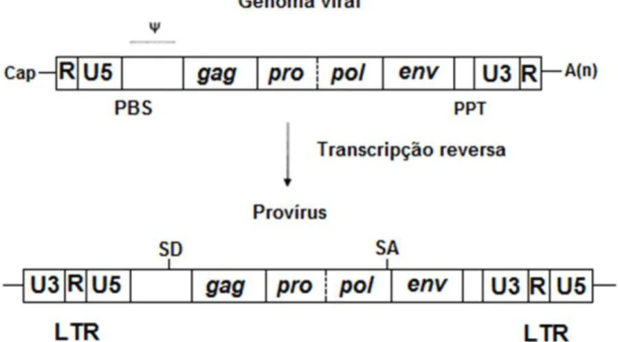 Figura  1.6:  Estrutura  do  genoma  de  um  retrovírus  simples  e  do  respectivo  provírus