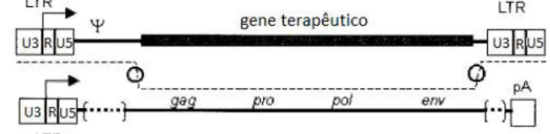 Figura  1.9:  Construções  genéticas  que  compõem  a  segunda  geração  de  packaging  cell  lines