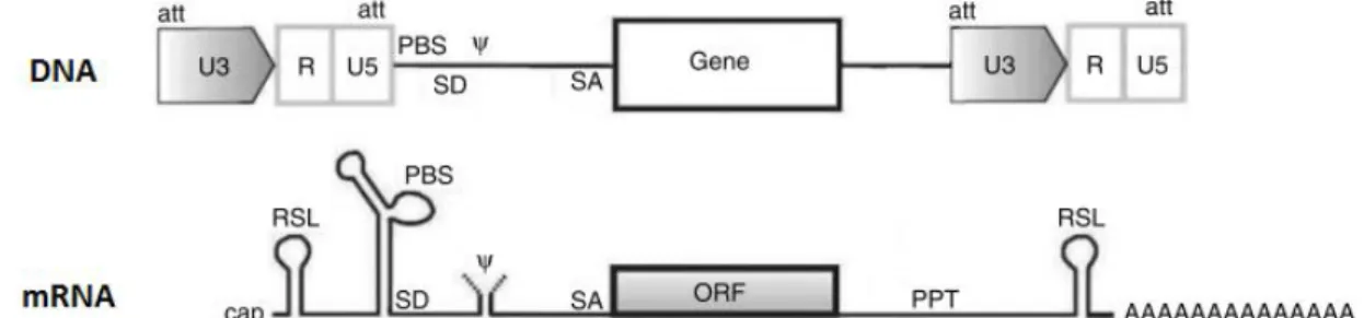 Figura  1.10:  Construções  genéticas  que  compõem  a  terceira  geração  de  packaging  cell  lines