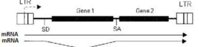 Figura 1.14: Construção genética dois transgenes e respectivas unidades de tradução. Adaptado de  Palù et al,  2000