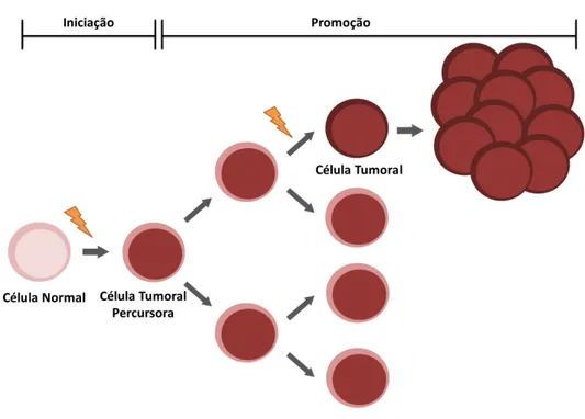 Figura  1.2  -  Ilustração  representativa  do  processo  de  tumorigénese.  Uma  célula  normal  obtém  alterações  no  seu  genoma,  que  devido  à  perda  dos  mecanismos  de  reparação  é  mantida  como  uma  mutação