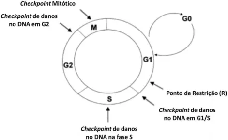 Figura 1.6  - Representação esquemática das fases do ciclo celular  e os seus  checkpoints (Adaptado de  Garrett, 2001)