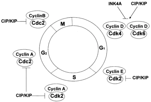 Figura  1.7  -  A  interação  entre  Cdks  e  as  ciclinas  envolvidas  nas  diferentes  fases  do  ciclo  celular  (Adaptado de Garret, 2001)