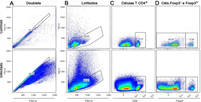 Figura 5 - Determinação das populações de células T reg  e das células T CD4 +                     convencionais