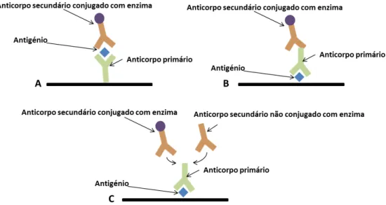 Figura  2.14  Ilustração  das  diferentes  camadas  utilizadas  nas  placas  de  ELISA  A)  utilizando  o  anticorpo primário (2E6); B) utilizando bionanoconjugados (AuNP-MUA-2E6(BSA))