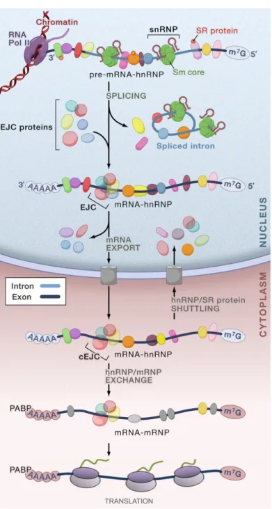 Figure I.1 Overview of the gene expression steps.  The nascent transcript (pre-mRNA), capped with  a 7-methylguanosine (m 7 G) cap, is bound by heterogeneous nuclear ribonucleoproteins (hnRNPs) and SR  (serine/arginine-rich domain-containing) proteins