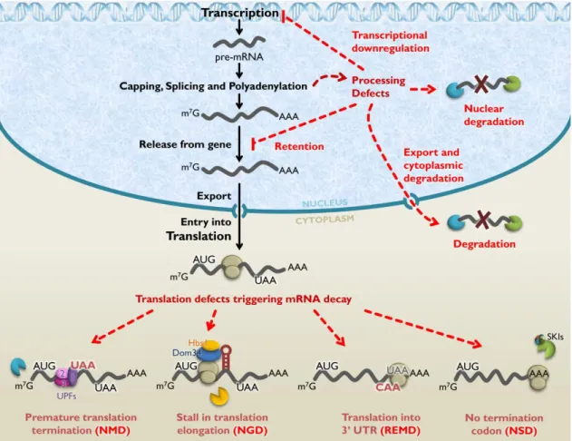 Figure  I.2  mRNA  quality  control  systems  in  eukaryotes.   The  figure  depicts  some  of  the  known  RNA  quality  control  pathways  for  aberrant  mRNA  in  eukaryotic  cells