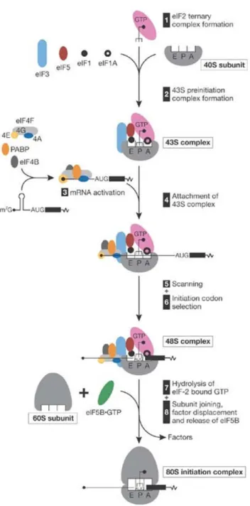 Figure  I.3  Simplified  model  of  the  translation  initiation  mechanism.   eIF2-GTP/Met-tRNAi Met ternary complex, eIF3, eIF1, eIF1A, eIF5 and a 40S subunit form a 43S pre-initiation complex, which initially  binds  to  the  5’  end  region  of  mRNA