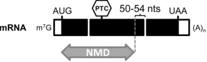 Figure I.4 Splicing and the boundary rule for PTC definition in mammals.  Splicing is mediated  by  the  spliceosome  and  through  this  process  non-coding  introns  are  excised  and  exons  are  joined  to  produce  the  mature,  translatable  form  of