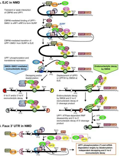 Figure  I.5  Mammalian  NMD  models. (A)  EJC  function  in  NMD.  NMD  is  a  consequence  of  PTC  recognition  during  the  pioneer  round  of  translation  of  newly  synthesized  mRNA  bound  by  the  cap-binding  complex comprised of the CBP80:CBP20 