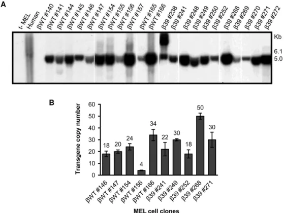 Figure  III.1  Human  β -globin  transgene  integrity  and  copy  number  analysis  in  stably  transfected MEL cell clones
