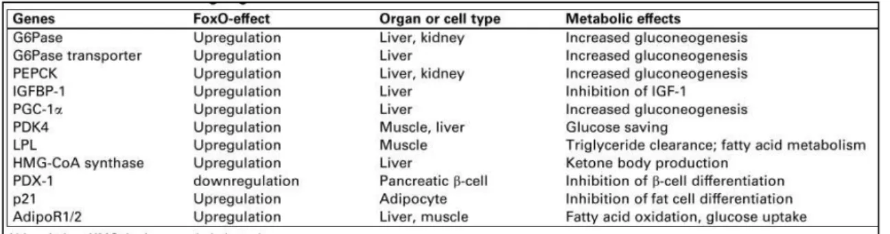 Table 1.1 -FoxO target genes involved in metabolism.[12] 