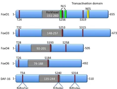 Figure 1.2 - Conserved AKT phosphorylation sites in FoxO proteins. Representation of mammalian and  C.Elegans FoxO isoforms and the corresponding AKT phosphorylation sites