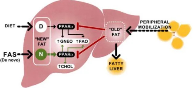Figure 1.5 - Model for differential effects of hepatic lipid." New" fat is constituted by fat absorbed  from the diet or synthezised via FAS in the liver, capable of activating PPARα to ensure normal  glucose and lipid homeostasis