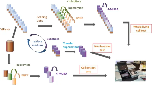 Figure 4.2.2  –  Schematic illustration of the whole living cells, non invasive and cell extract methods  Results are presented after normalization for the average number of cells counted at each time  point