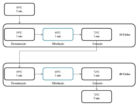 Figura 19 – Esquema do programa utilizado para a amplificação dos fragmentos de yps, para os estudos com os  vectores pGEX-6P1, pET-14b e pET-15b