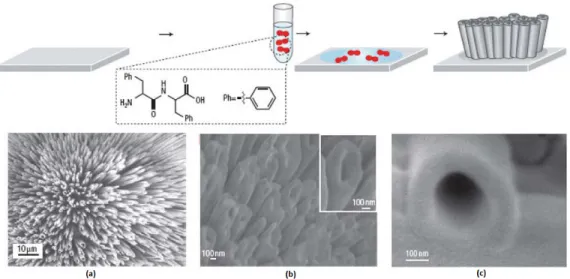 Figure  7 - Proposed model for the formation of aligned  peptide nanotube  arrays. Images of the vertically  aligned peptide nanotubes: (a) Scanning electron micrograph; (b) Cold field-emission gun high-resolution  scanning electron micrograph; (c) High-ma