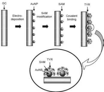 Figure  23 -  Glassy  carbon-  Gold  nanoparticle-Tyrosinase  (GC-AuNP-TYR)  electrode  approach  for  biosensing