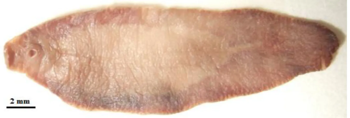 Fig. I.1. Adult specimen of Fasciola hepatica. Picture by Raquel Santos. 