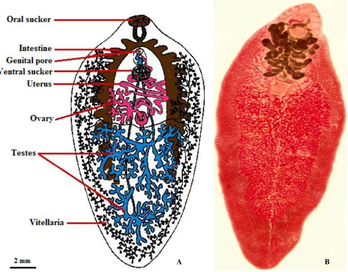 Fig. I.4. Fasciola hepatica adult morphology. A: Schematic draw of  F. hepatica internal structures B: Optical  microcopy image of F
