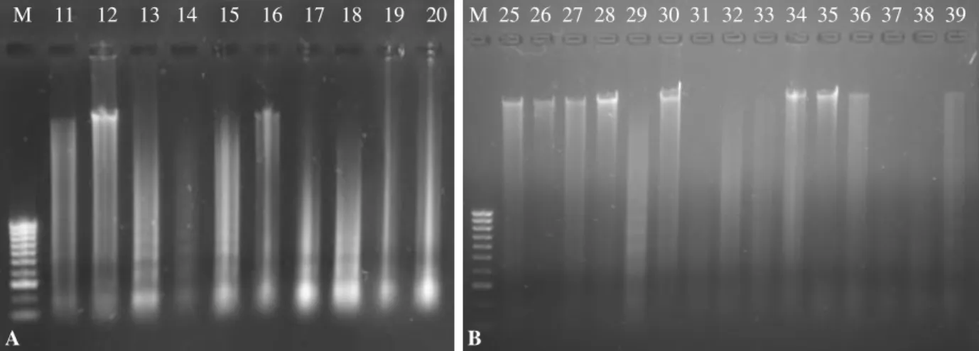 Fig. III.1. Agarose gel electrophoresis of DNA extraction from isolates 11 - 20 (A) and 25 - 39 (B)