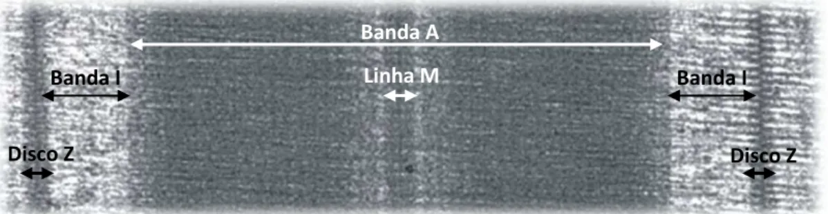 Figura  6.  Imagem  de  microscopia  electrónica  de  um  sarcómero.  A  banda  A  está  compreendida  entre  a  sobreposição  dos  2  tipos  de  filamentos,  contendo  no  centro  a  linha  M