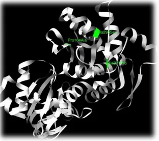 Figura  9.  Estrutura  cristalina  do  monómero  de  actina  do  coelho  (1J6Z.pdb,  Fonte: 