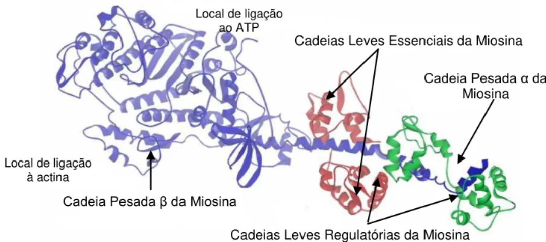 Figura 11. Representação esquemática da estrutura da miosina. As cadeias pesadas encontram-se representadas  a  azul,  interagindo  com  as  cadeias  leves  regulatórias  (a  verde)  e  as  cadeias  leves  essenciais  (a  vermelho)