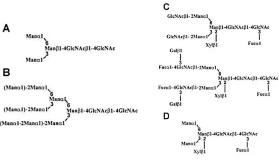 Figure 1.6.1 – Structure of plant N-glycans. A – common core of N-linked glycans; B – high-mannose-type  N-glycans; C – complex type N-glycans; D – paucimannosidic type N-glycans (Rayon et al., 1998)