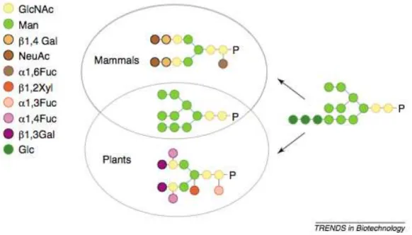 Figure 1.6.2 – Differences between plants and mammalian complex N-glycans (Gomord et al., 2005)