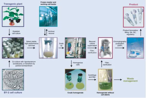 Figure  1.8.1  –  How  to  obtain  molecular  farming  products  with  transformed  suspension  cell  cultures  (Hellwig et al., 2004)