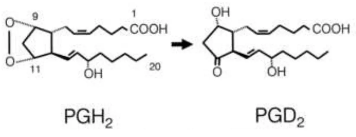 Figure 1.10.1 – Catalytic reaction by L-PGDS (Urade &amp; Hayaishi, 2000). 