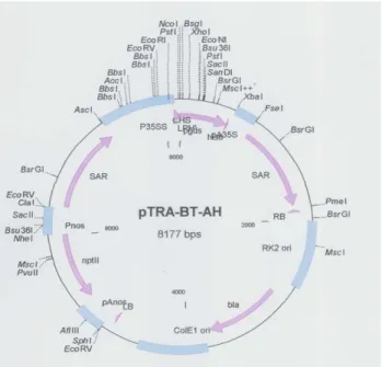 Figure 2.1.1 – pTRA-BT-AH (L-PGDS) plasmid. 