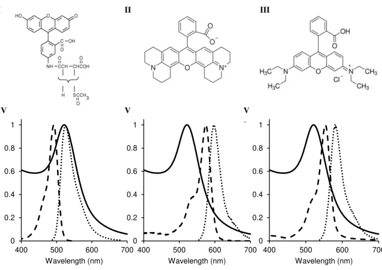 Figure 3.6. Structure and spectra of the chosen fluorophores.  The molecular structure of SAMSA  (I; as provided by Invitrogen), Rhodamine 101 (II; as provided by Sigma) and Rhodamine B (III; as  provided  by  Sigma)  is  shown