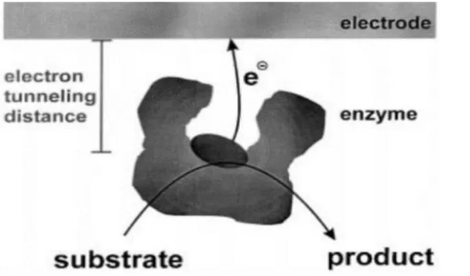 Figure 1.6: Direct ET (tunneling mechanism) from the active site of an enzyme to the electrode surface 77 .