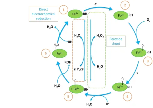 Figure 1.10: Proposed Cyt P450 Catalytic Cycle. RH: lipophilic compound in which an oxygen atom derived from O 2 is introduced.
