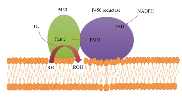 Figure 1.13: schematic representation of electron transfer in microsomal membrane. Elec- Elec-tron transfer from P450 reductase to P450 (adapted from Hara (2000)