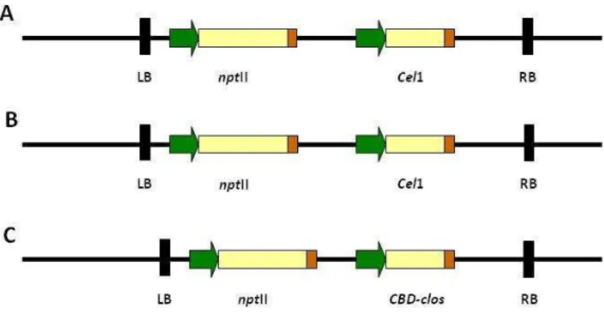 Figure 1. Transferred-DNA regions of binary plasmids pMH42 (A), pConstitutive-CEL1 (B) and pMH11  (C) employed to genetically transform E