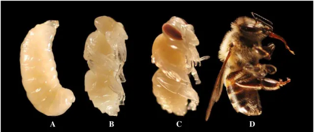 Figure 3. Stages identified during the development of  A. mellifera. Prepupa (A), pupa with white eyes  (B), pupa with pigmented eyes (C) and imago (D)