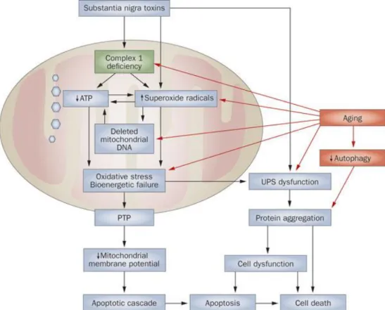 Figure 1.2 Biochemical senescence and pathogenetic pathways to cell death in Parkinson disease