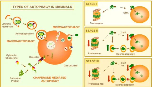 Figure  1.4  Autophagy  and  neurodegenerative  disorders.  Left,  Mammalian  cells  use  three  types  of  autophagy